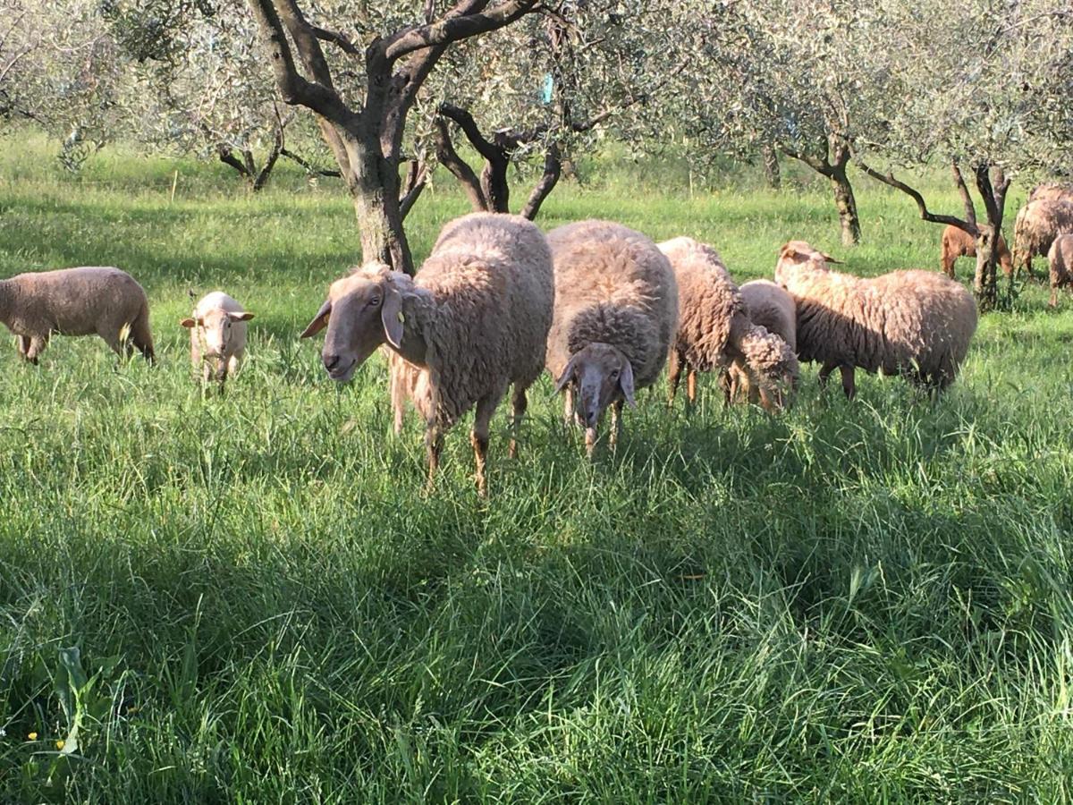 Agriturismo Casa Rosa فيرونا المظهر الخارجي الصورة